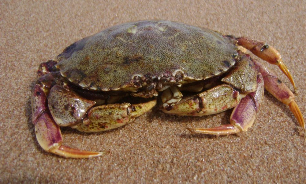 Crabe commun (1)